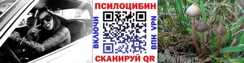 закладка  Королёв  Галлюциногенные грибы Cubensis 